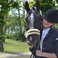 Welsh Cob (sec D) TECNO the WINNER