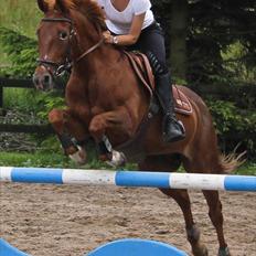 Hollandsk Sportspony iris