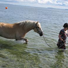 Haflinger Rico mit problembarn! R.I.I :,( !!!!