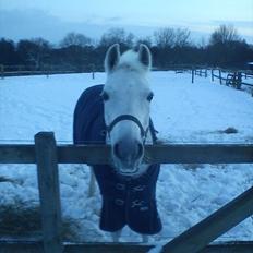 Anden særlig race Miss Chili R.I.P 2/2-12:'(<3