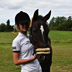 Welsh Cob (sec D) TECNO the WINNER