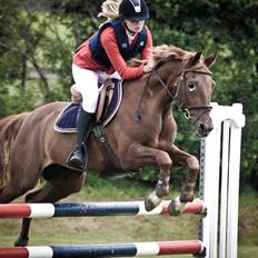 Hollandsk Sportspony iris