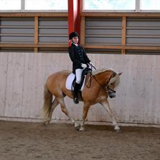 Tyroler Haflinger | Arkibal RIP