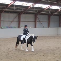 Irish Cob Mischa
