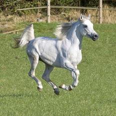 Arabisk fuldblod (OX) WISDOMS WEEDAA