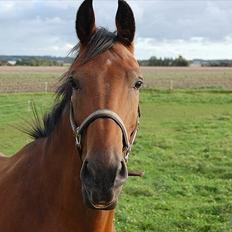Anden særlig race La Estralja De Maikon (Lucky) passede solgt og sav