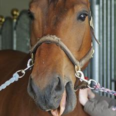 Anden særlig race La Estralja De Maikon (Lucky) passede solgt og sav