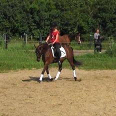 Welsh Partbred (Sec F) Bjirmen´s Maryse RSDH
