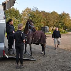 Welsh Partbred (Sec F) Bjirmen´s Maryse RSDH