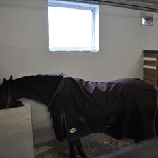 Welsh Partbred (Sec F) Bjirmen´s Maryse RSDH