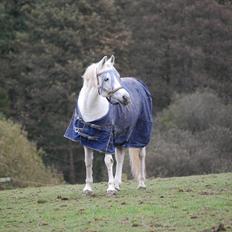 Anden særlig race Miss Chili R.I.P 2/2-12:'(<3