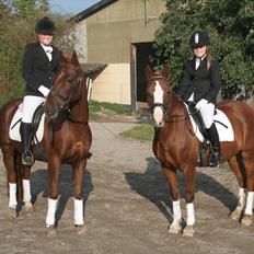 Welsh Pony af Cob-type (sec C) Gribsvads Lady Dee<3 snusken<3<3