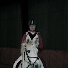 Irsk Sportspony Levi 501 ( Tidl. Hest)