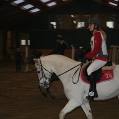 Irsk Sportspony Levi 501 ( Tidl. Hest)