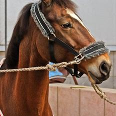 Anden særlig race Mirou ~ Min smukke dreng <3