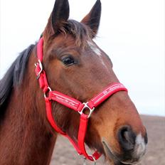 Anden særlig race Star