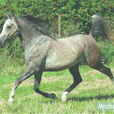 Arabisk fuldblod (OX) What ever - gittes