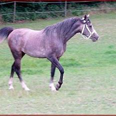 Arabisk fuldblod (OX) What ever - gittes