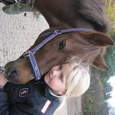 Hollandsk Sportspony Moonlight Shania