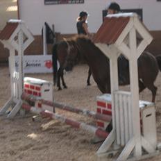 Hollandsk Sportspony Moonlight Shania