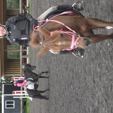 Hollandsk Sportspony Moonlight Shania