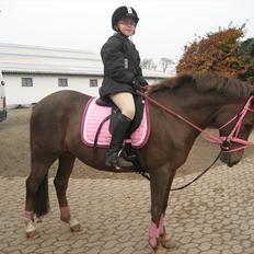 Hollandsk Sportspony Moonlight Shania