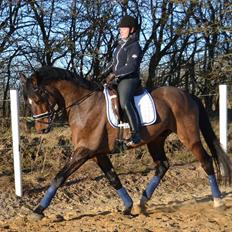 Dansk Varmblod SKY WALKER