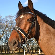Dansk Varmblod SKY WALKER