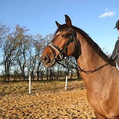 Dansk Varmblod SKY WALKER