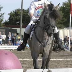 Konik Polski Mr. Bølle bob SOLGT!:'(