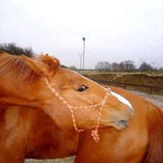 Anden særlig race | Tequila Sunrise «3 | R.I.P 25-06-2012