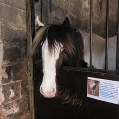 Irish Cob Emma