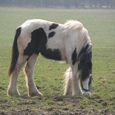 Irish Cob Emma
