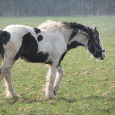 Irish Cob Emma