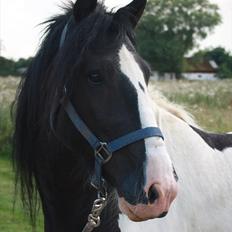 Irish Cob Sir Anthony de Canterville