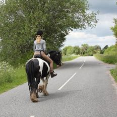 Irish Cob Sir Anthony de Canterville