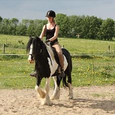 Irish Cob Sir Anthony de Canterville