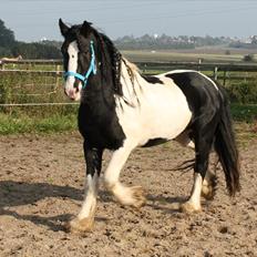 Irish Cob Sir Anthony de Canterville
