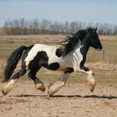 Irish Cob Sir Anthony de Canterville