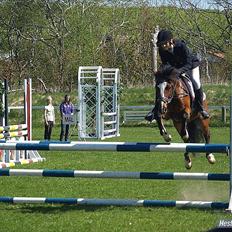 Hollandsk Sportspony Álice