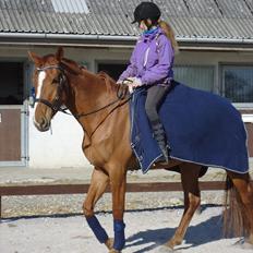 Anden særlig race | Tequila Sunrise «3 | R.I.P 25-06-2012