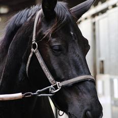 Oldenborg † Cavalcanti (Pony)
