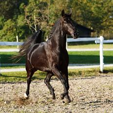 Oldenborg † Cavalcanti (Pony)
