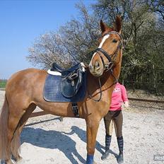 Anden særlig race | Tequila Sunrise «3 | R.I.P 25-06-2012
