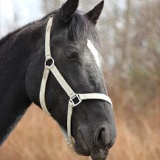Standardbred Casino