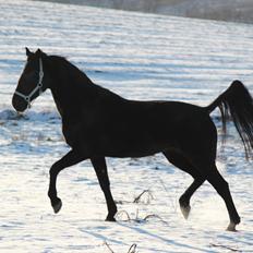 Standardbred Casino