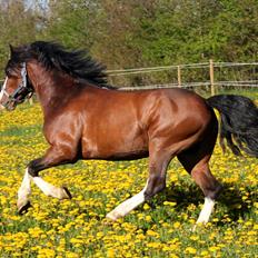 Welsh Pony af Cob-type (sec C) Thers Mickey Mouse