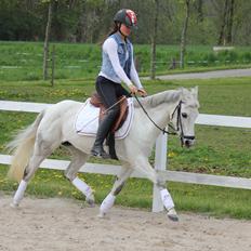 Hollandsk Sportspony Rainy Lake
