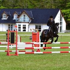 Welsh Cob (sec D) TECNO the WINNER