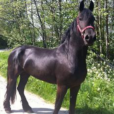 Frieser Quiny *Min baby kommer hjem igen <3 *